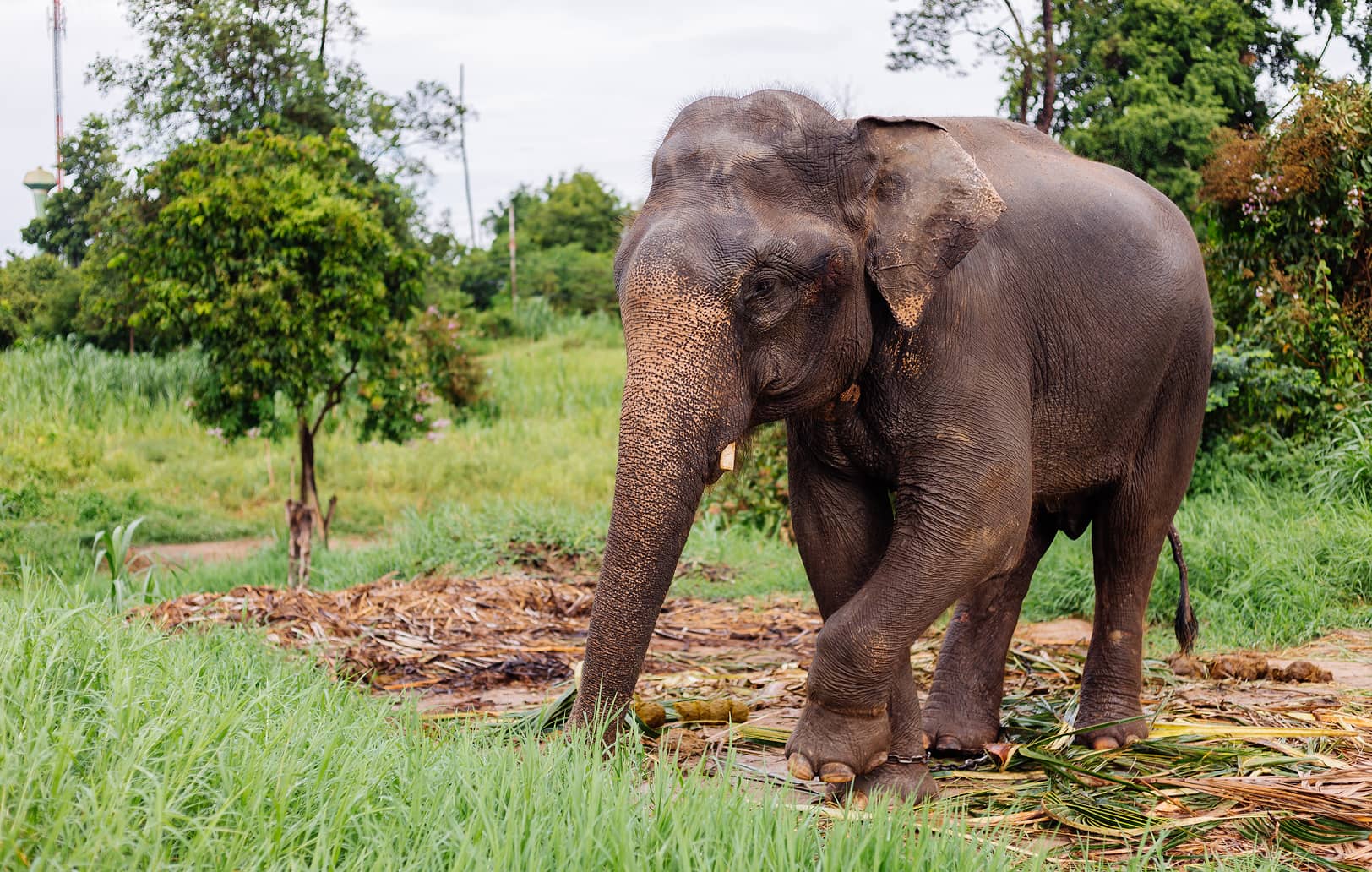 elephant picking up stalks from the ground